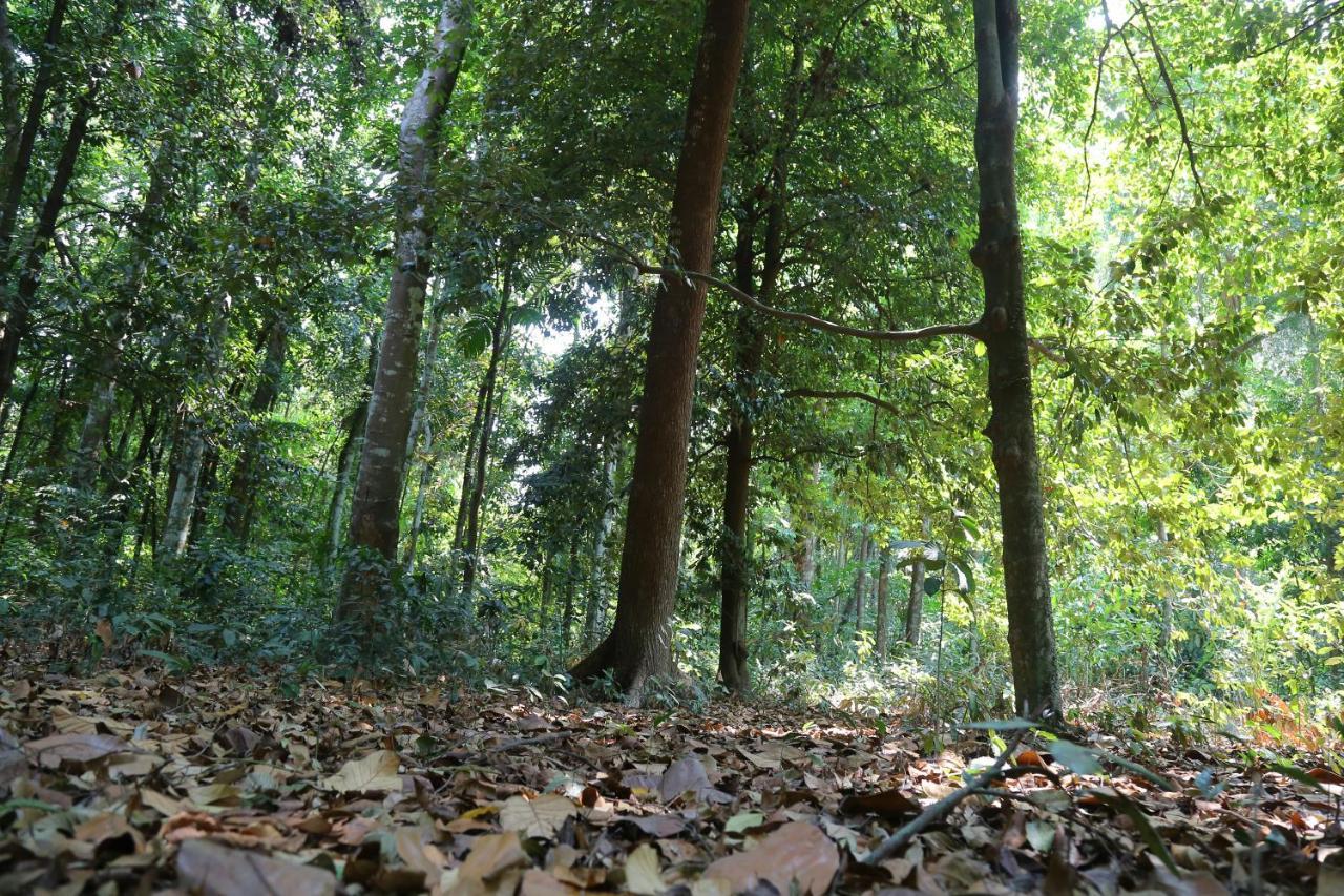 The Mana-Heritage Stay - Chengazhimattam Mana Kottayam Εξωτερικό φωτογραφία
