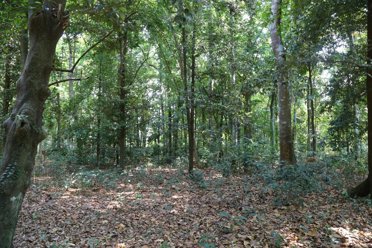 The Mana-Heritage Stay - Chengazhimattam Mana Kottayam Εξωτερικό φωτογραφία